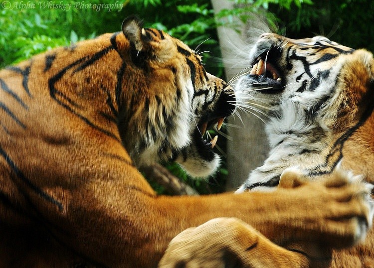 اضغط على الصورة لعرض أكبر. 

الإسم:	Tiger-Fight.jpg 
مشاهدات:	10 
الحجم:	158.3 كيلوبايت 
الهوية:	176257
